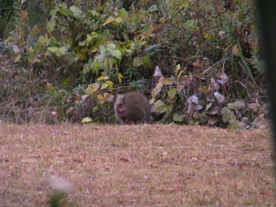 �Ã����W�ɗ��K�����T��