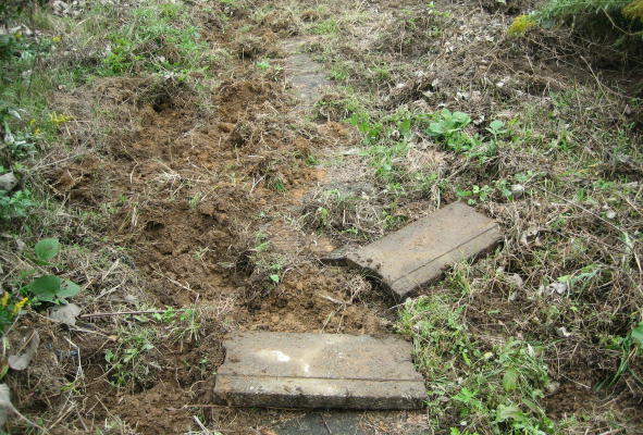 �C�m�V�V�̔�Q