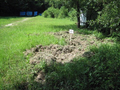 �C�m�V�V�̊�����