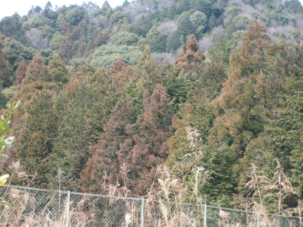 �������̖�