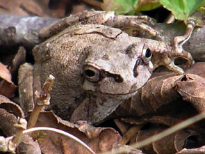 �A�}�K�G��������Ȉꒃ����ɂ���I