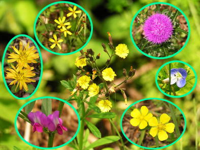 �Ã����W�ł��Ȃ��ɍ炭�쑐����