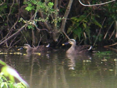 �J���K���̕v�w