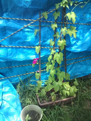 7��5��(��)photo by nakai