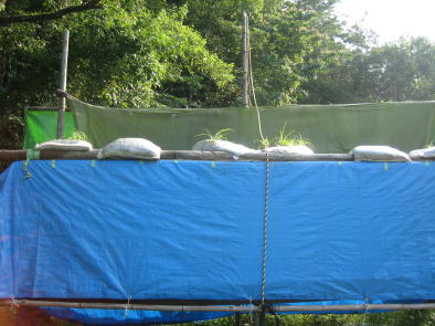 ������āA�y�X�ɎG���������������ł��ˁB(^_^;)