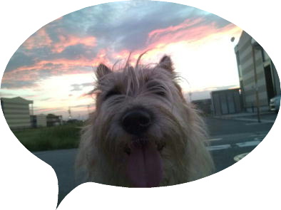 �Ԍ`�N�E�E�E�I���͂��̈ꋅ�ɂ�����I