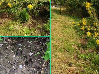 �C�m�V�V�̐H��