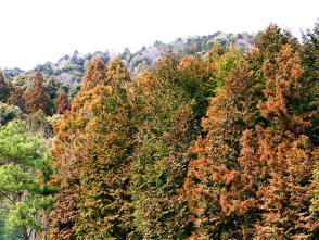 �ԕ��Ńn�N�V�����I�I�I�I