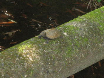 �J���̍j�n��I�ǂ�����Ă����܂ŗ����́H