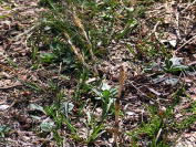 �p���������Ƀc�N�V�̎q������o���܂���