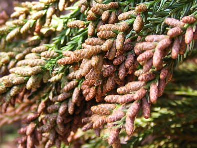 �i������I�T�C�e�[�ł��B�@(-_-;)