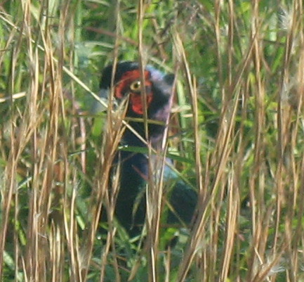 �Ã����W�O���ԏ�ł́A�L�W�����o�}��