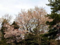 �Ã����W�̃��}�U�N��