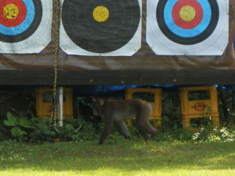 �I�X��舕����郏�C���h�ȃT�������B