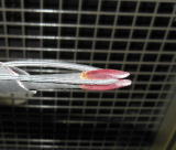 �J�[�{���V���t�g�Ƀm�b�N���t���Ă��܂��I