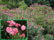 �L���E�`�N�g�E