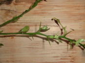 �傫�ȃg�Q�ɒ��ӁI