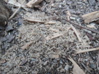 �V���A���̎R