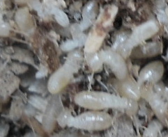 �V���A���ɃY�[���A�b�v