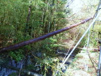 �|�ꂽ���̖؁B�~�̗ƂƂ��܂��傤�I