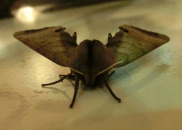 �O���e�X�N�I