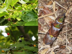 ���}�U�N���̎��́A�}�Y�C�ł��B