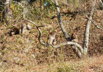 �T���̈��