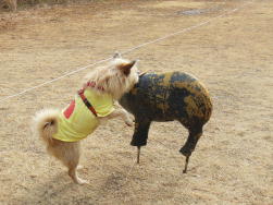 �C�m�V�V�ɍU������u�����v