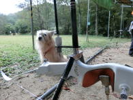 �V�J���X�^�r�Ɗ�ԁu�����v