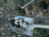 �J�u�g���V�̗c��