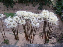 �֎썹�؁@��