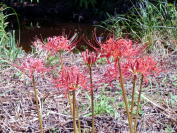 �֎썹�؁@��