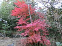 �g�t�̋G��