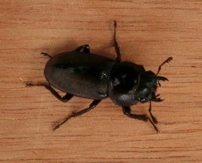 �R�N���K�^