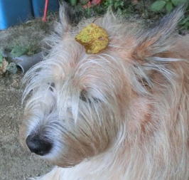 �t���ς̂���