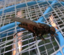 �i�C�X�����