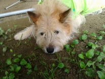 �J���ł́u�����v