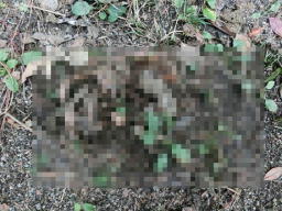 �P�o�G�̗c��