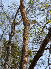 �L�c�c�L�̎d�ƁH