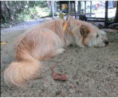 ����񐶒a�L�O��